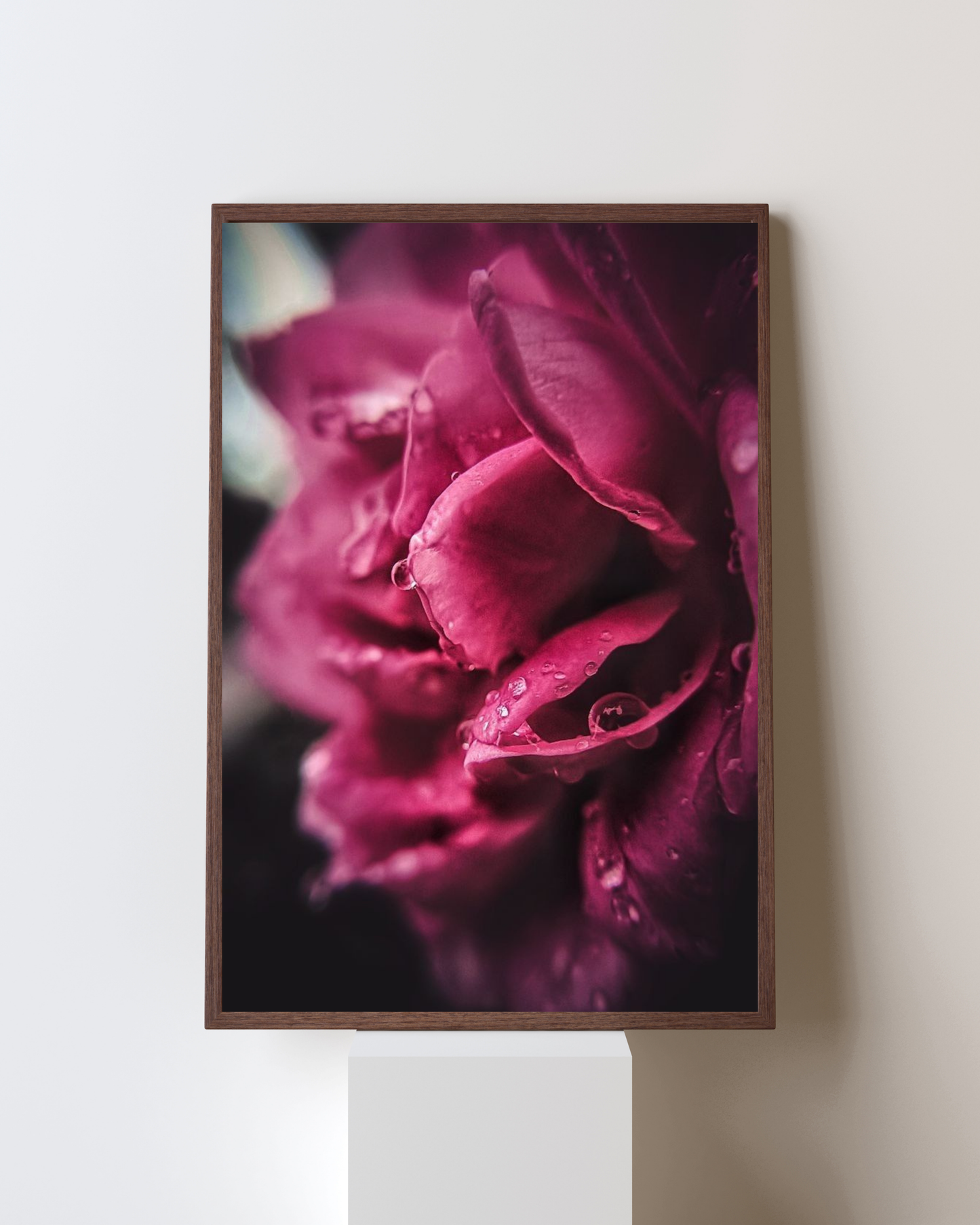 Blooming Frame – Velvet Petals Glow | Deep Pink Macro Flower Art