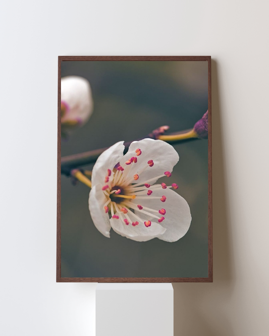 Blooming Frame – White Blossom Grace | Soft Minimal Floral Wall Art