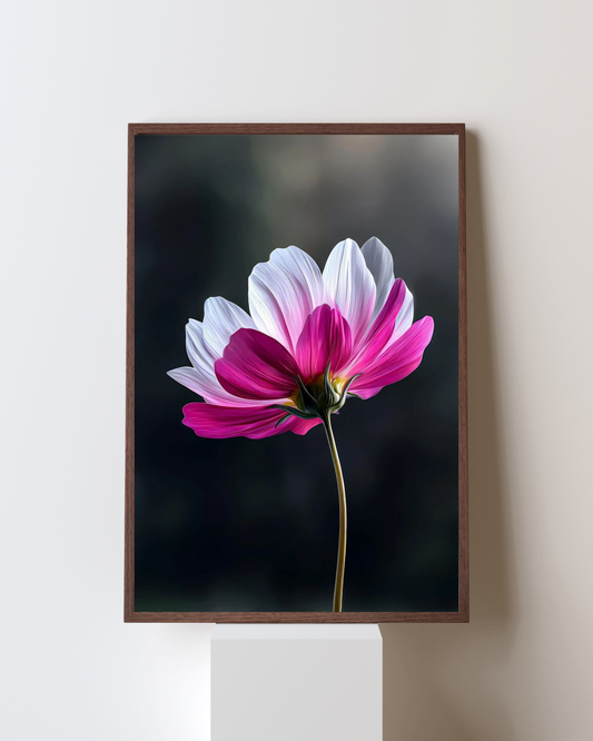 Blooming Frame – Dual-Tone Petal Grace | Pink & White Cosmos Flower Art