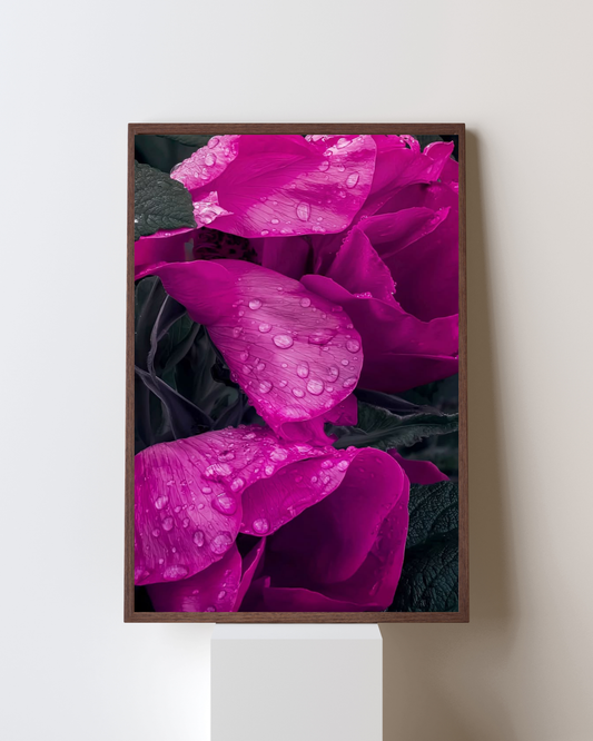 Blooming Frame – Petals After Rain | Fuchsia Flower Macro Art