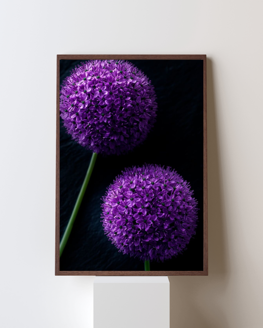 Blooming Frame – Midnight Allium Duo | Purple Floral Sphere Art