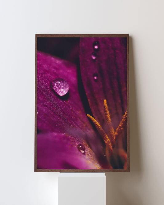 Blooming Frame – “Velvet Dew” Macro Floral Wall Art