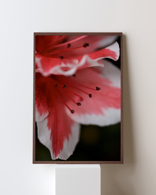 Blooming Frame – “Petal Whispers” Wall Art